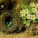 Primroses and Bird’s Nest